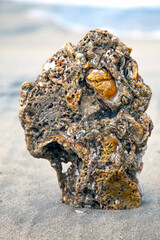 Encrusted seashell conglomerate in ocean surf.