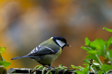 A lonely bird