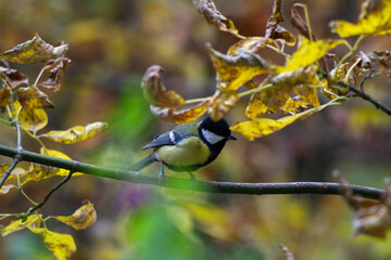 Bird on a branch