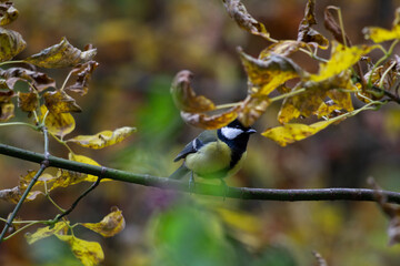 Tit on a branch