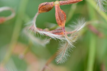Sweet autumn clematis after flowering / Ranunculaceae perennial vine grass.