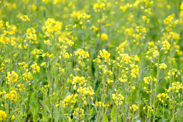 菜の花