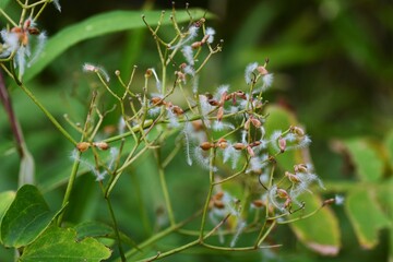 Sweet autumn clematis after flowering / Ranunculaceae perennial vine grass.