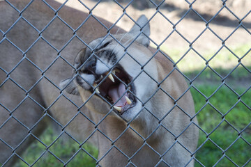 Vom Aussterben bedrohter Florida Panther, Big Cypress national preserve, Everglades, Großkatze