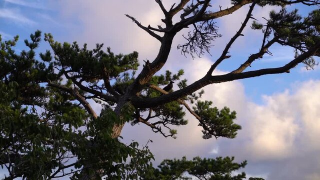 Black crow sitting on silhouetted tree at sunrise against blue and cloudy sky - SLOW MOTION view
