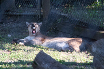 Vom Aussterben bedrohter Florida Panther, Big Cypress national preserve, Everglades, Gro&szlig;katze