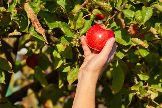 Frau pfl&uuml;ckt &Auml;pfel vom Baum
