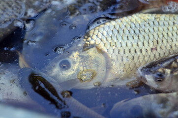 Carp and crucian carp in water