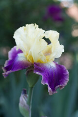 beautiful pink iris flower growing in the garden