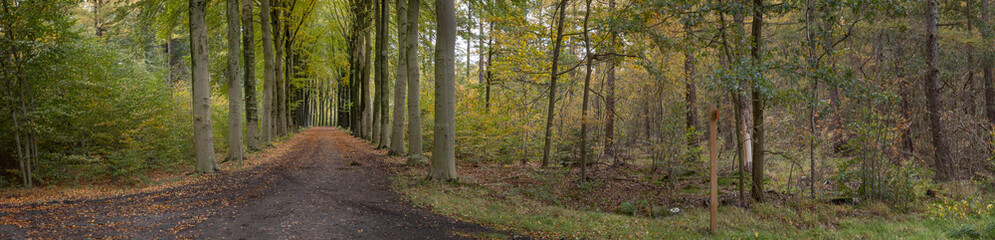 Fototapeta na wymiar Fall.. Autums. Fall colors. Forest Echten Drenthe Netherlands. Beech lane. Panorama.