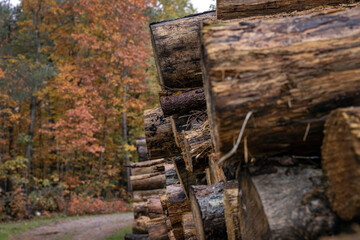 Fall.. Autums. Fall colors. Forest Echten Drenthe Netherlands. Stems of trees. Forestry.