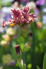 beautiful pink iris flower growing in the garden