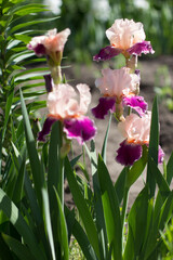 beautiful pink iris flower growing in the garden