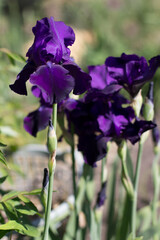 beautiful purple iris flower growing in the garden
