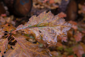 Fall.. Autums. Fall colors. Forest Echten Drenthe Netherlands. Colored leaves. Panorama.