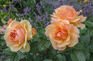 Rosa-weiße Rosen
