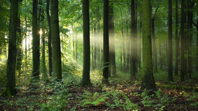 morning in the forest