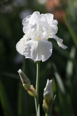 beautiful white iris flower growing in the garden