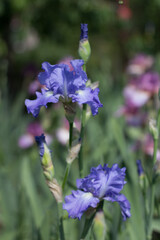beautiful blue iris flower growing in the garden