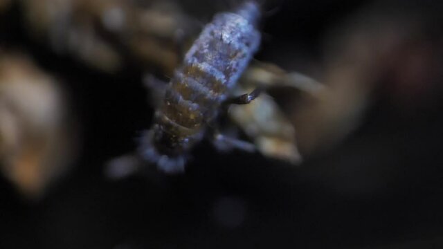 Insect Collembola super macro, family Isotomidae. Sample found in moss on Latvia