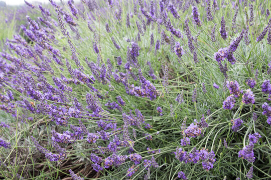 Lavender Flowers On Maui