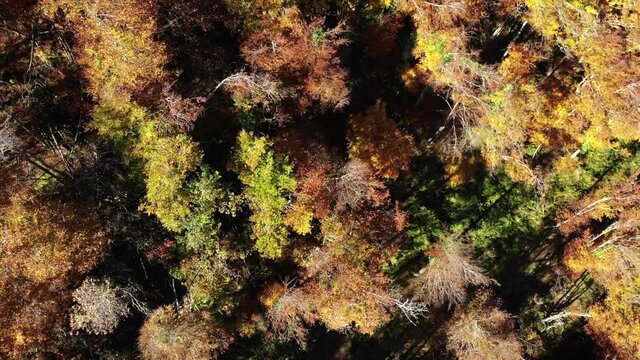 Central view of a beech forest in autumn, a multitude of colors provide us with the trees in their best clothes.