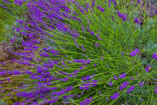 Lavender Flowers On Maui