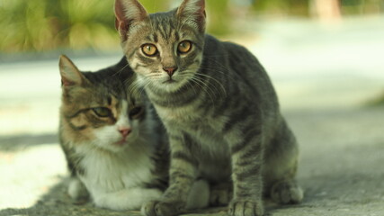 portrait of a cat with eyes