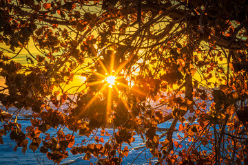 Beautiful and colorful sunburst sun seen through the golden fall leaves of a tree in Badlands...
