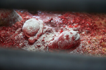 Veterinary surgeon castration a racehorse