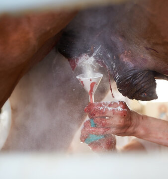 Veterinary surgeon castration a racehorse