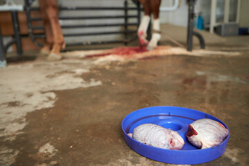 Veterinary surgeon castration a racehorse