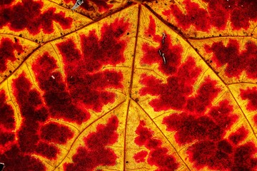  close-up of colorful autumn foliage in red and yellow   