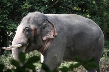 Fototapeta premium インド象