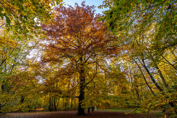 Wunderschöne herbstliche Bäume im Gegenlicht an der Isar, Nähe Flaucher / Tierpark in München
