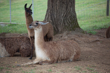 Lama outdoors