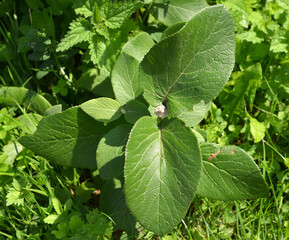 Kalina pride (Viburnum lantana L.). Young plant with buds