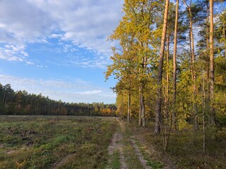 Fototapeta premium młody las wsród starego w jesienny ciepły dzień