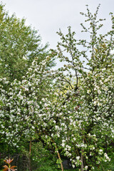 Fototapeta na wymiar apple trees bloom in the garden in spring