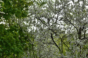 apple trees bloom in the garden in spring