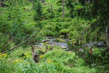 Jezioro w gęstym zielonym lesie. Drzewa porosnięte lisćmi.