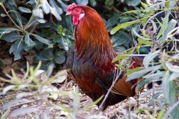 Pajaros y aves como gaviota, paloma, pato o pollo en el Parque de la Paloma, Benalmadena, Costa del Sol, Malaga, Andalucia, Andalusia, España, Spain