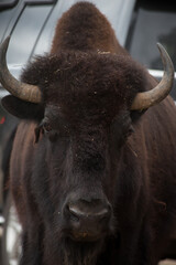 American Bison outdoors in nature