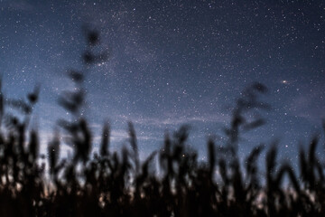 Starry night sky in a field, nature reserve, national park with tall grain grass, wheat, barley,...