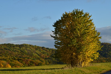 Fototapeta premium tree in the field