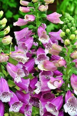 Obficie kwitnąca naparstnica (Digitalis) © Lancan