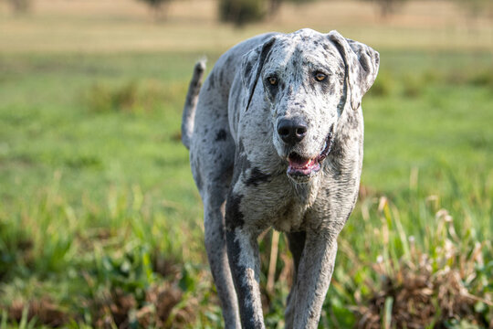 A white spotted Great Dane playing in the park