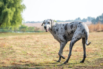 A white spotted Great Dane playing in the park