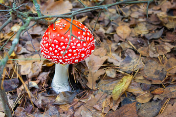 Fly agaric in the forest, poisonous mushroom