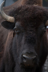 American Bison outdoors in nature